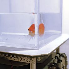 goldfish in tank