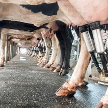 Row of cows being milked in a dairy farm.