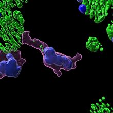 A 3D microscopic image of a heart tissue section with cardiac myocytes and macrophages.