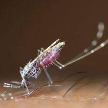 A mosquito sucks blood from human skin