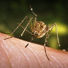 close-up of a mosquito on human skin