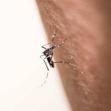 close-up of an Aedes aegypti mosquito on human skin