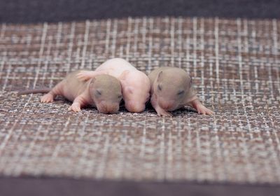 a trio of infant mice, two brown mice on the ends and one white mouse in the middle