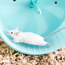 white mouse running on a light blue wheel