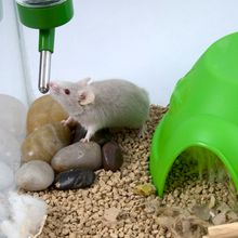 gray mouse drinking from water bottle in cage