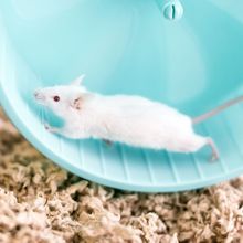 white mouse on wheel