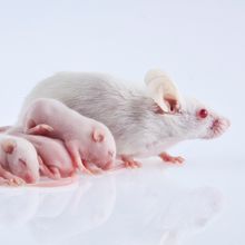 white mouse with pups