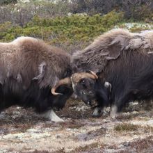 two muskoxen headbutting