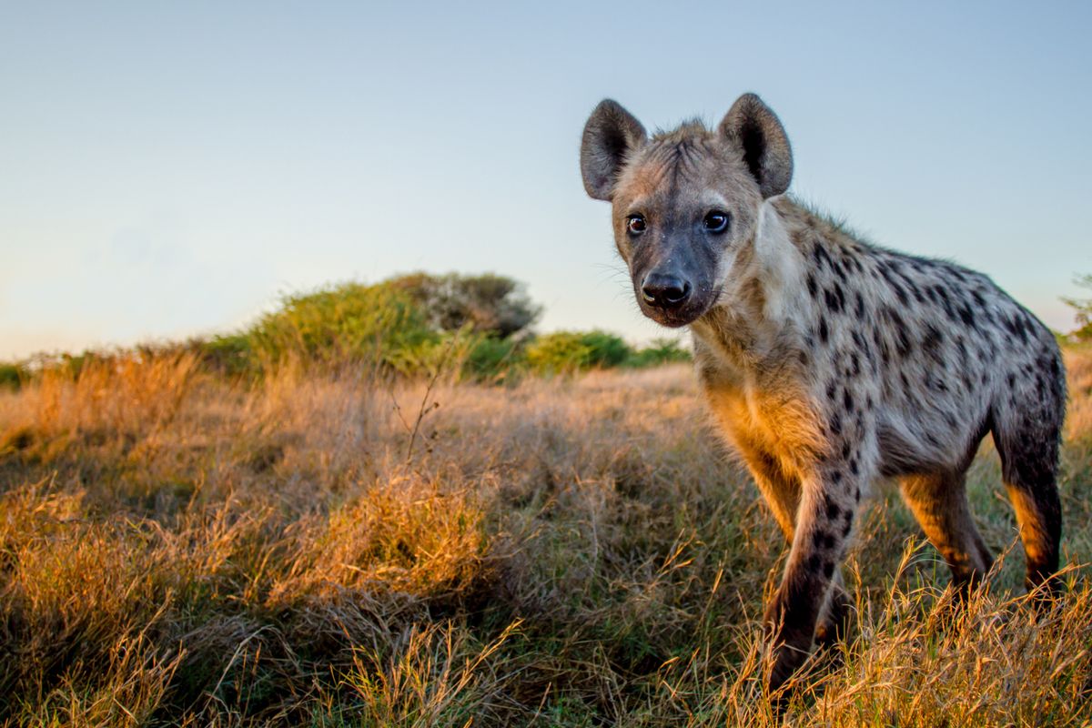 a hyena