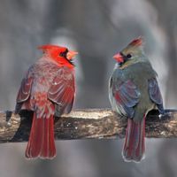 a pair of Northern Cardinals perched on a tree branch