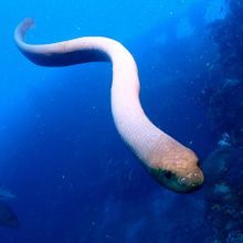 sea snake swimming in blue water