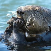 Close-up of wild sea otter (Enhydra lutris) eating shellfish while floating on it's back.