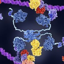 visualization of p53 protein interacting with its inhibitors MDM2 and MDMX