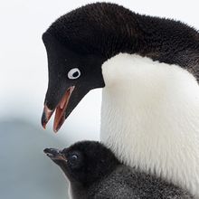 Ad&eacute;lie penguin family