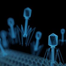 3D rendered illustration of bacteriophages.