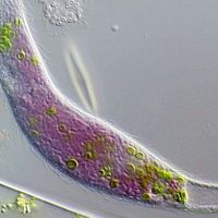 A micrograph with a grey background shows both purple bacteria and green algae within a ciliated microorganism