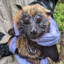 A fruit bat in the hands of a researcher