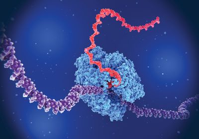 3D illustration of RNA polymerase (blue, middle) transcribing a segment of DNA (purple) into an RNA chain (red, extending to top).