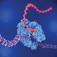 3D illustration of RNA polymerase (blue, middle) transcribing a segment of DNA (purple) into an RNA chain (red, extending to top).