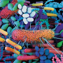 The human Microbiome, the genetic material of all the microbes that live on and inside the human body.