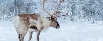 Reindeer standing in snow-covered landscape.