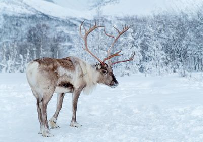 Reindeer standing in snow-covered landscape.