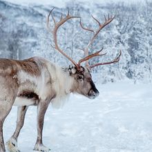 Reindeer standing in snow-covered landscape.