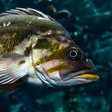 A green and white fish swimming underwater