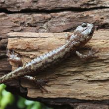 Salamander on log