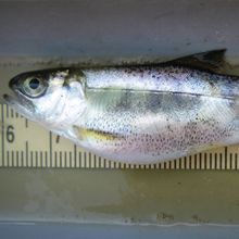 juvenile salmon with parasitic infection