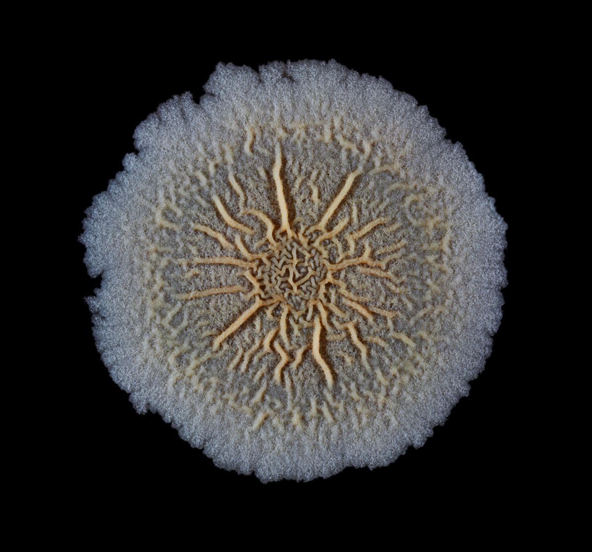 Image of Bacillus subtilis colony biofilm against a black background.