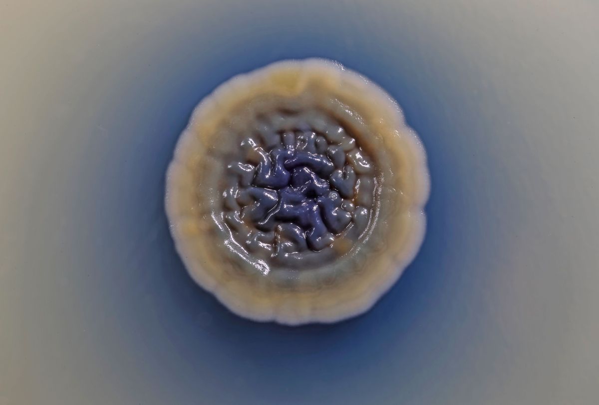 Image of a Streptomyces colony (white) producing the blue antibiotic actinorhodin, which seeps into the surrounding media.