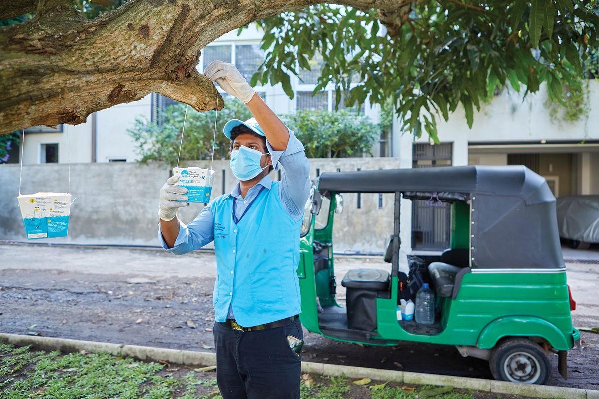 A man is releasing Wolbachia-infected mosquitoes.