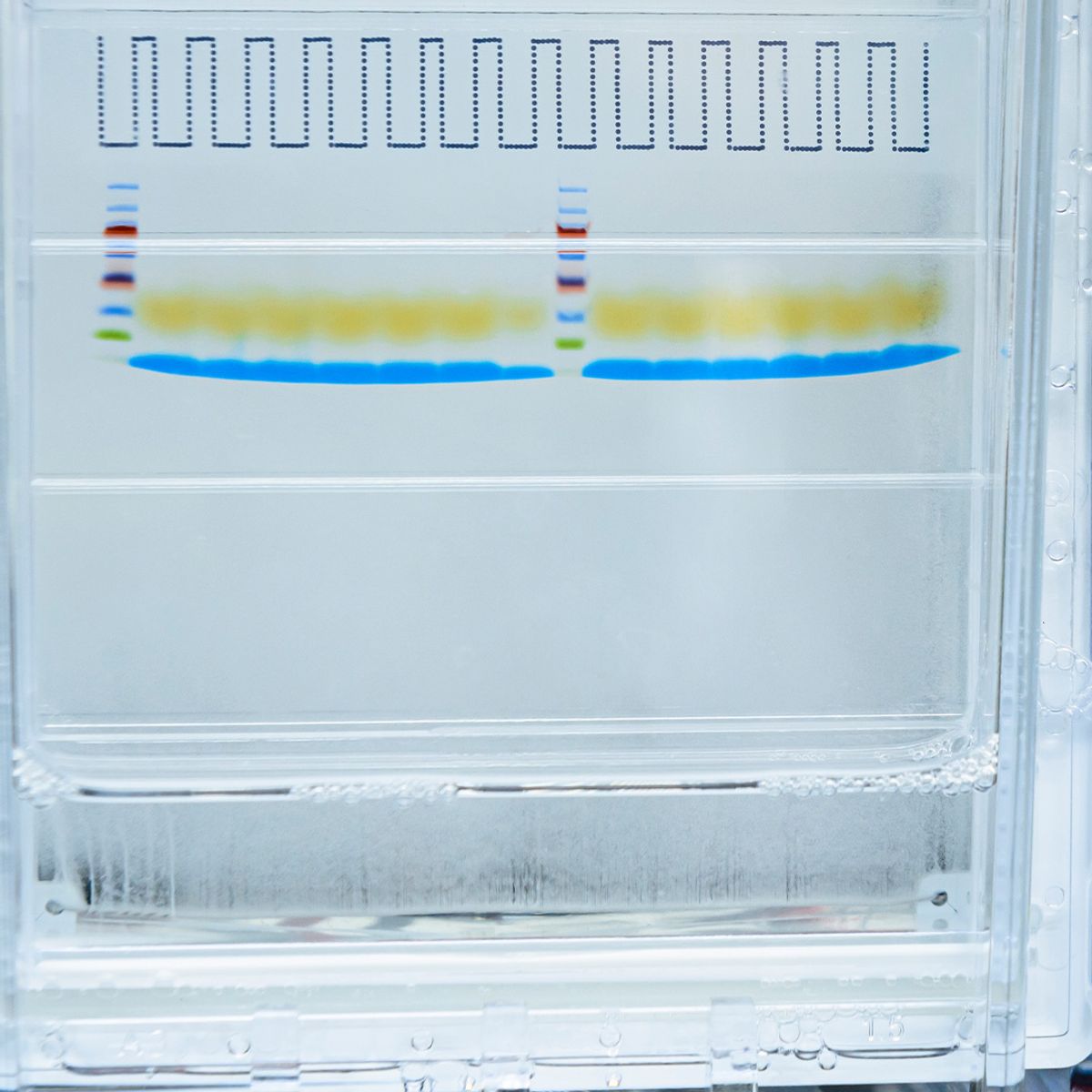 A clear SDS-PAGE gel that contains multiple colored bands. 