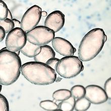 Saccharomyces cerevisiae yeast, 3D illustration. Microscopic fungi, baker's or brewer's yeast, are used as probiotics to restore normal flora of intestine