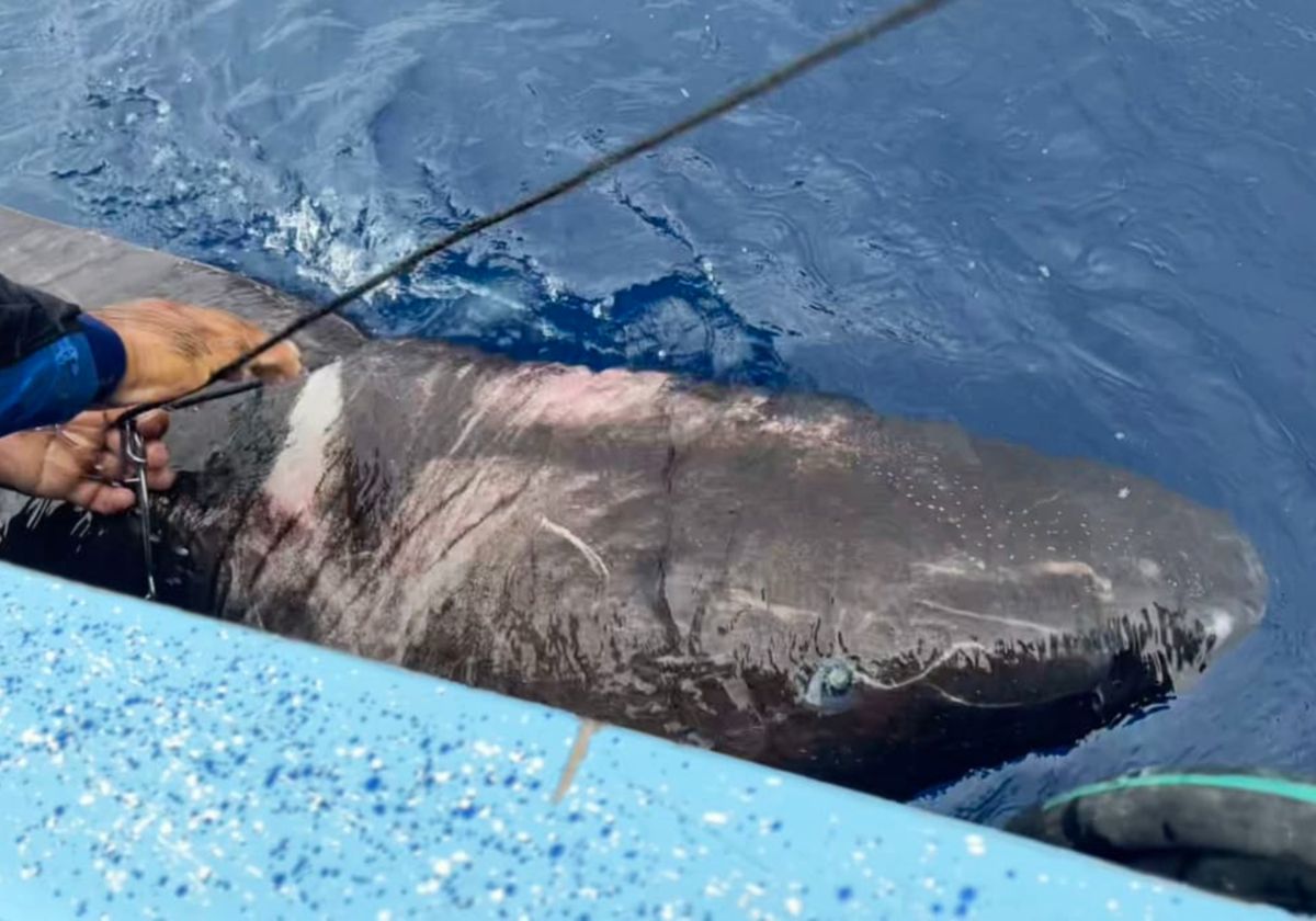 Shark reeled in at the surface of the water