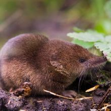 small brown mammal with long nose