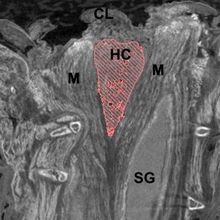 A grayscale tomography image of snake tissue