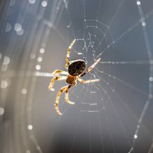 spider on a web