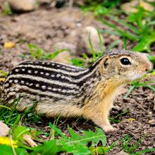 small striped mammal