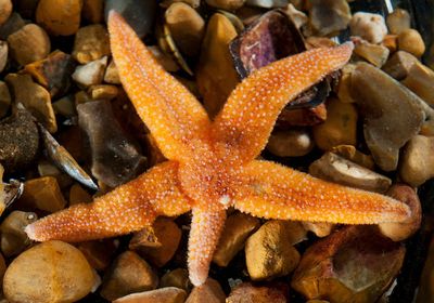 A starfish with one arm shorter than the other four.