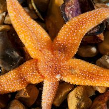 A starfish with one arm shorter than the other four.