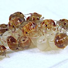 Newly hatched stinkbugs climbing over a pile of eggs.