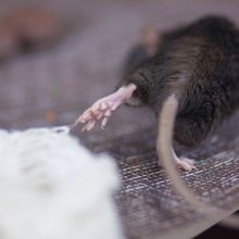 a mouse moves away from the camera, its left leg caught in a cloth