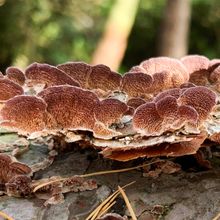 Reddish shelf fungi on a log