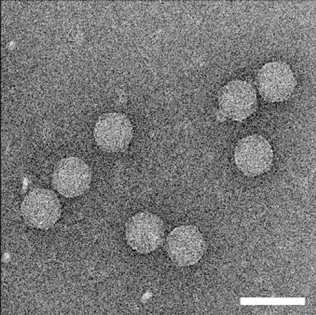 Microscope image of tailless phages.