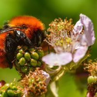 bees, bumblebee, honeybee, insect, pollination, pollinator decline, insect decline, biodiversity