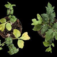 two tomato plants in pots viewed from the top, one scraggly with yellow leaves and one healthier-looking