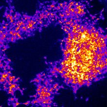 This is an image of a bioluminescent from gene expression reporter in stem cells from a rhinoceros.