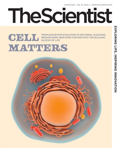 Illustration showing the internal structure of the human cell with the cytoplasmic membrane, nucleus and organelles